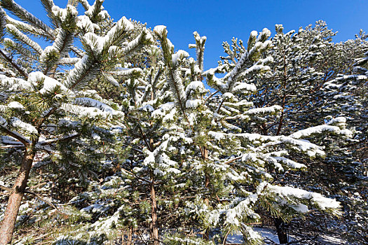 云杉,雪地,冬天