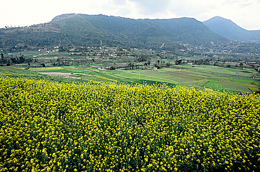 芥末,地点,尼泊尔