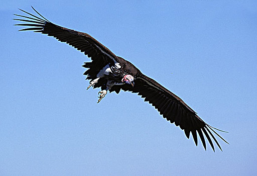 秃鹰,肉垂秃鹫,成年,飞行,马赛马拉,公园,肯尼亚