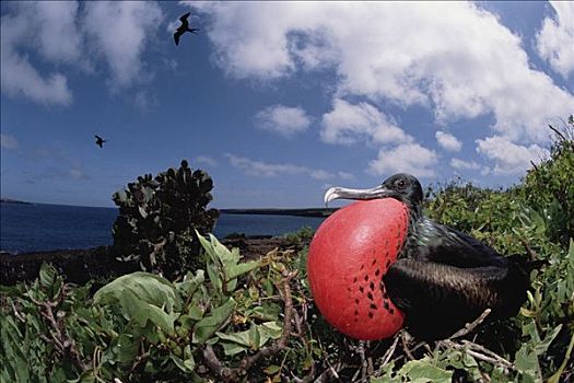 小军舰鸟,示爱,达尔文,赫诺韦萨岛,加拉帕戈斯群岛,厄瓜多尔
