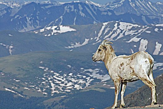 美国,科罗拉多,攀升,雌性,大角羊,落基山脉