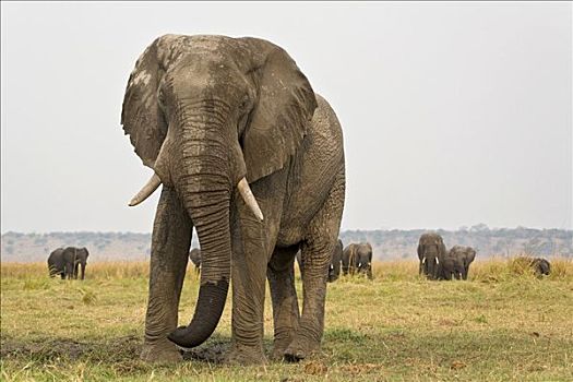非洲,灌木,大象,非洲象,乔贝,河,乔贝国家公园,博茨瓦纳