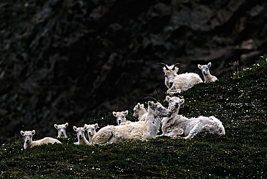美国,阿拉斯加,德纳里峰国家公园,教堂山,野大白羊,牧群,雌性,羊羔
