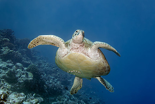 绿海龟,龟类,藤壶,游泳,上方,珊瑚礁,印度洋,马尔代夫,亚洲