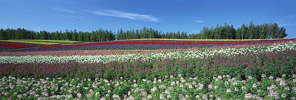 彩色,季节,山