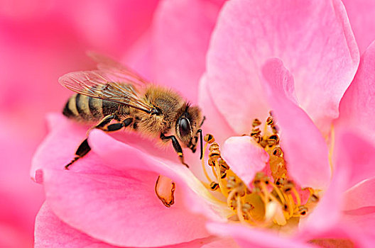 蜜蜂,意大利蜂,玫瑰,花,粉色,北莱茵威斯特伐利亚,德国,欧洲