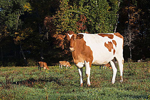 格恩西岛,乳业,母牛,秋天,康涅狄格,美国