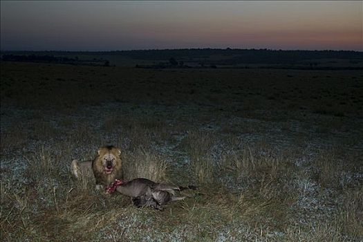 非洲狮,狮子,杀死,蓝角马,角马,马赛马拉国家保护区,肯尼亚