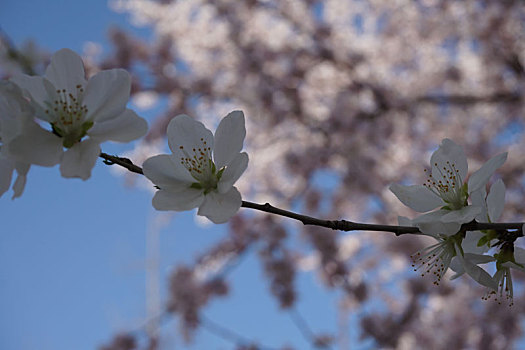 樱花