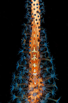 大,鞭子,虾虎鱼,橙色,蓝色,珊瑚,巴厘岛