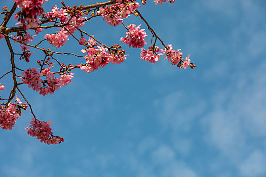 春暖花开樱花背景图