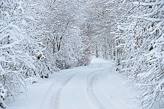 雪路,树林,冬天,普拉蒂纳特,巴伐利亚,德国