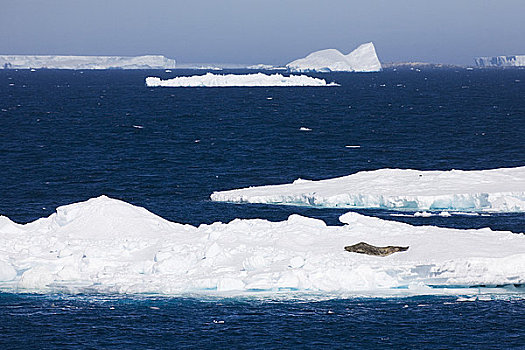 威德尔海豹,休息,冰山,南极半岛,南极