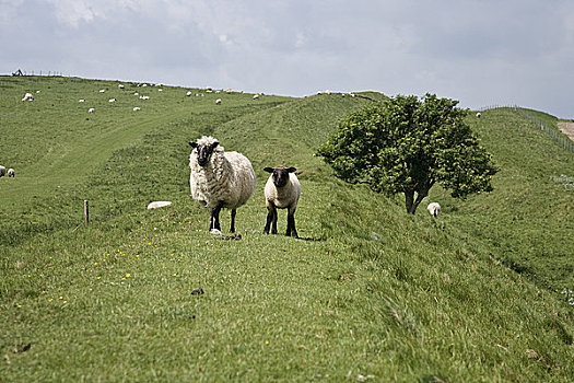 英格兰,威尔特,靠近,绵羊,羊羔,道路,小路