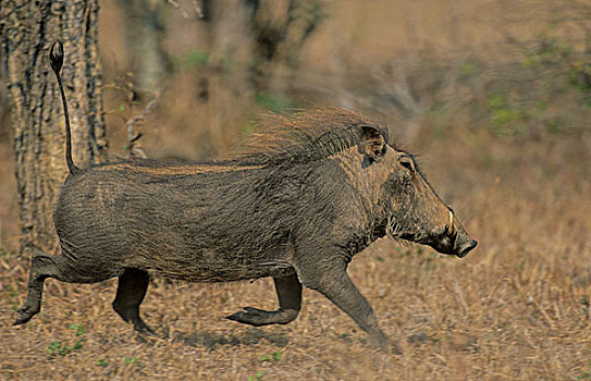 疣猪,克鲁格国家公园,南非,非洲