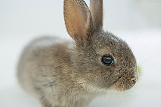复活节兔子,白色背景,背景,特写,可爱