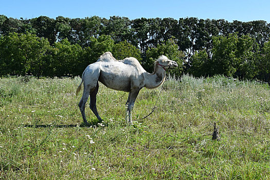 骆驼,草场