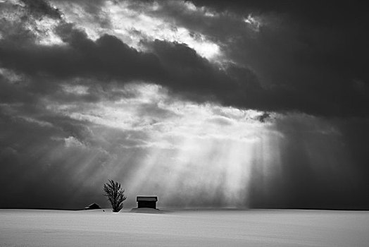 积雪,冬季风景,生动,天空,两个,小,房子,孤树,远景,美瑛