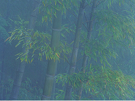 竹子,雾,靠近,龙胜,广西,中国