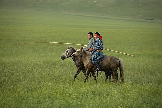 骑手,草地,蒙古,中国