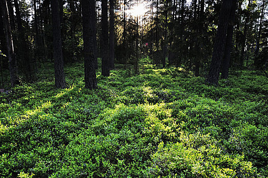 树林,国家公园,瑞典