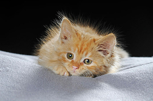 小,家猫,长发,红色,鲭,7星期大,头像,躺着,毯子,奥地利,欧洲