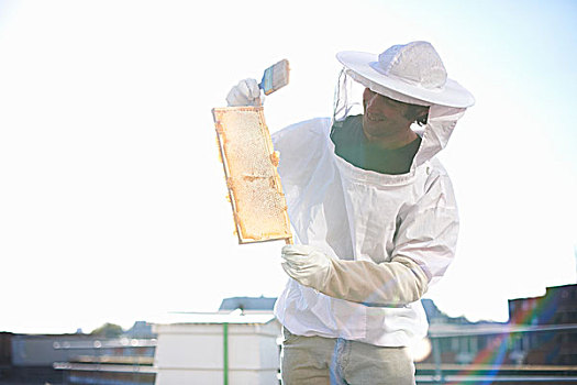 男性,养蜂人,拿着,蜂窝,托盘,城市,屋顶