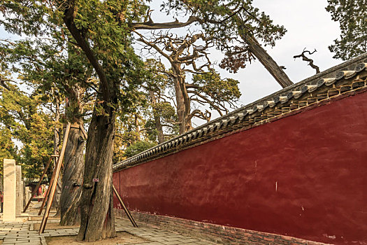 山东省邹城市孟庙红色庙墙两侧的古树