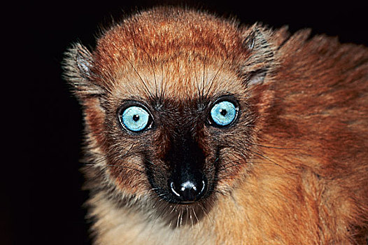 蓝眼睛,黑狐猴,雌性,马达加斯加,俘获,德国,欧洲