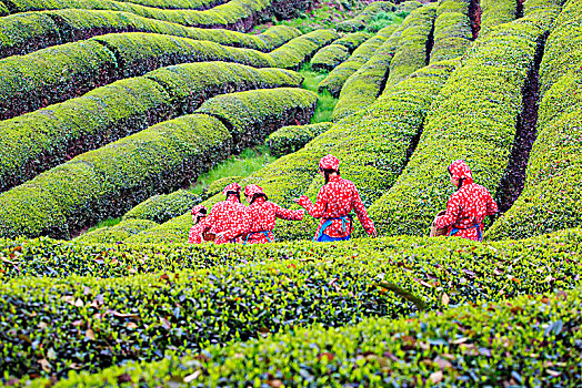 采摘,采茶,红色,点缀