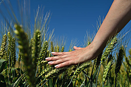 牵手,小麦,丰收,金色,食物,概念