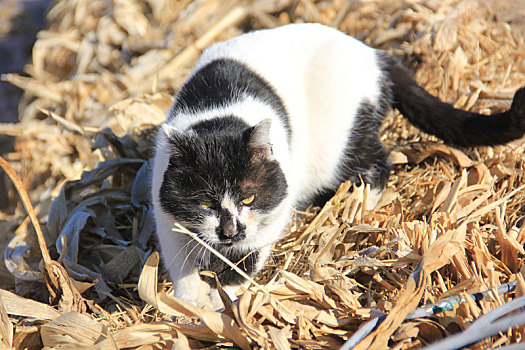 小花猫