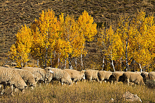 绵羊,节日,秋天,国家森林,爱达荷,美国