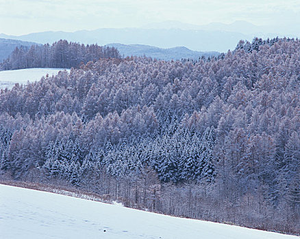 雪,落叶松属植物,木头