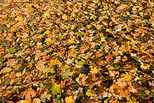 挪威槭,挪威枫,秋叶,图林根州,德国,欧洲