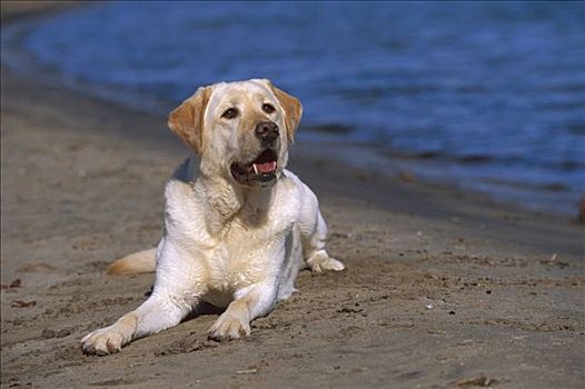 黄色拉布拉多犬,狗,成年,休息,海滩