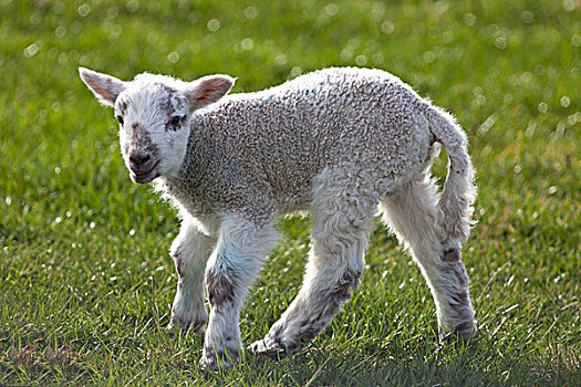 羊羔,站立,草,诺森伯兰郡,英格兰
