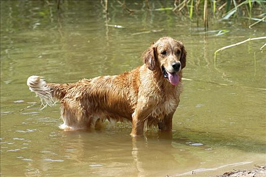 金毛猎犬,母狗,站在水中