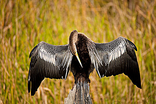 蛇鹈鸟,美洲蛇鹈,大沼泽地国家公园,佛罗里达,美国