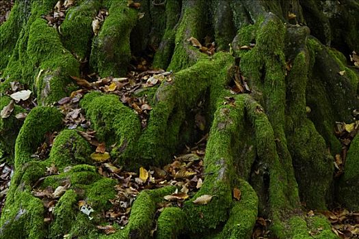 苔藓,根部