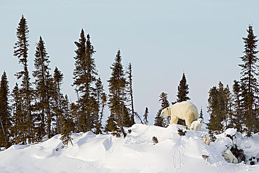北极熊,母熊,三个,幼兽,户外,窝,瓦普斯克国家公园,曼尼托巴,加拿大