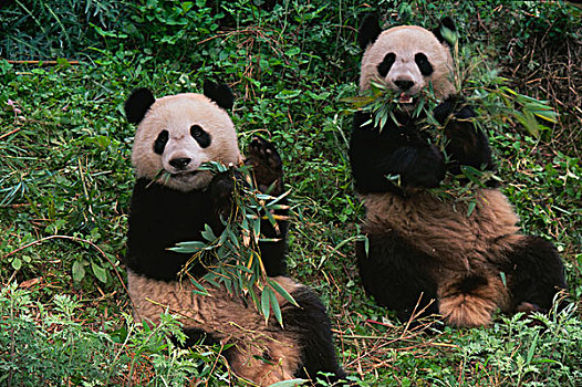 两个,熊猫,一起,卧龙,四川,中国