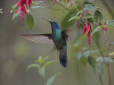 绿紫耳蜂鸟,蜂鸟,觅食,哥斯达黎加