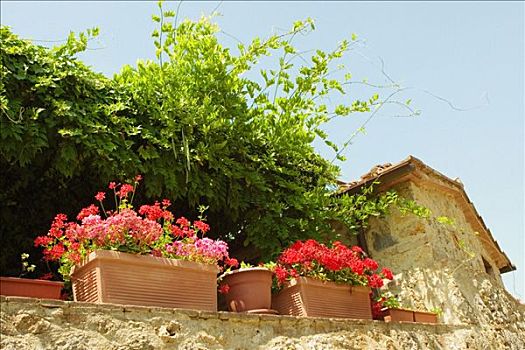 仰视,盆栽,墙壁,房子,锡耶纳省,托斯卡纳,意大利