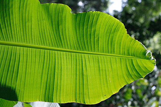 芭蕉叶图片