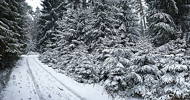 树林,冬天,普拉蒂纳特,巴伐利亚,德国