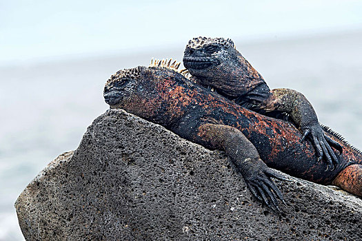 两个,海鬣蜥,岛屿,加拉帕戈斯群岛,厄瓜多尔,南美