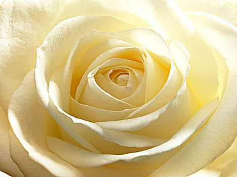 白色蔷薇,粉色