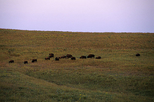 俄克拉荷马,靠近,自然,风景,野牛