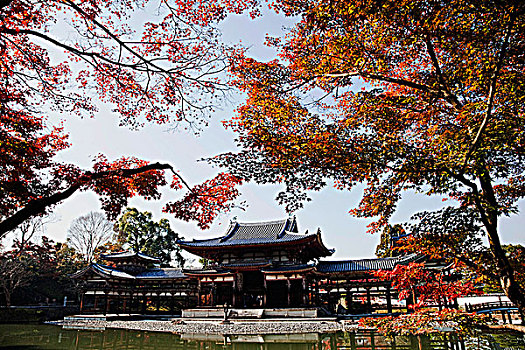 庙宇,围绕,树,秋叶,京都,日本